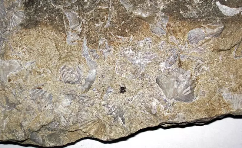 Where to Find Fossils in Delaware