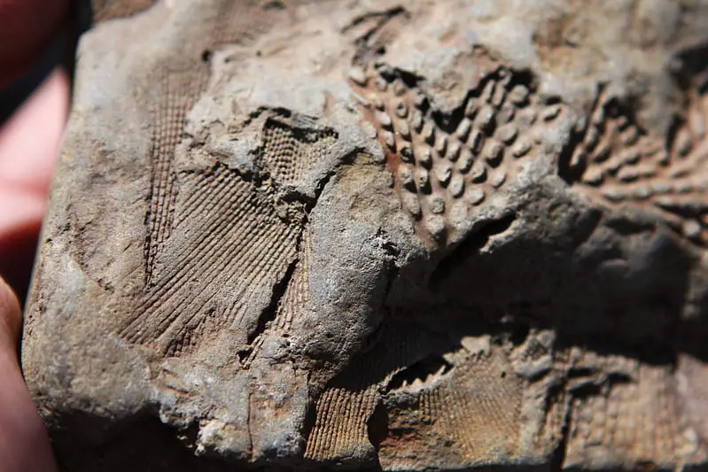 Where to Find Fossils in Georgia? - Beautiful Sprout