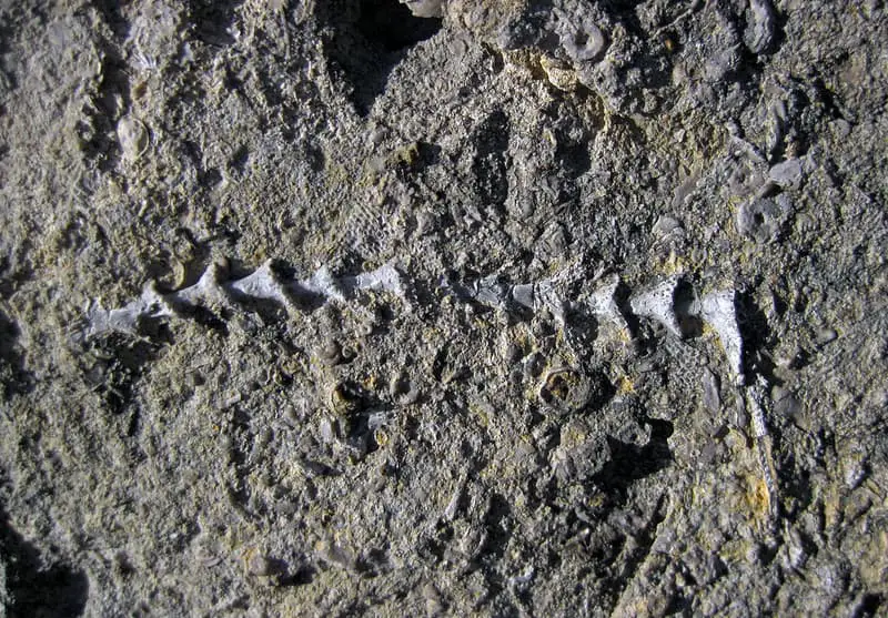Where to Find Fossils in Hawaii