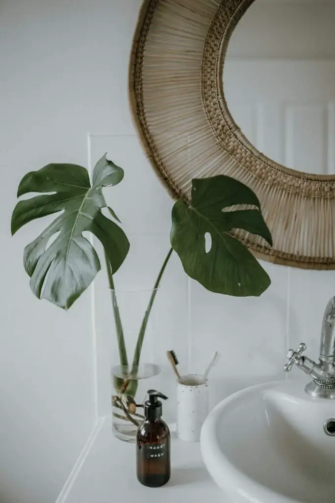  Monstera deliciosa