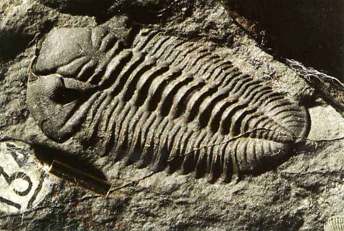 Where to Find Fossils in Maine?