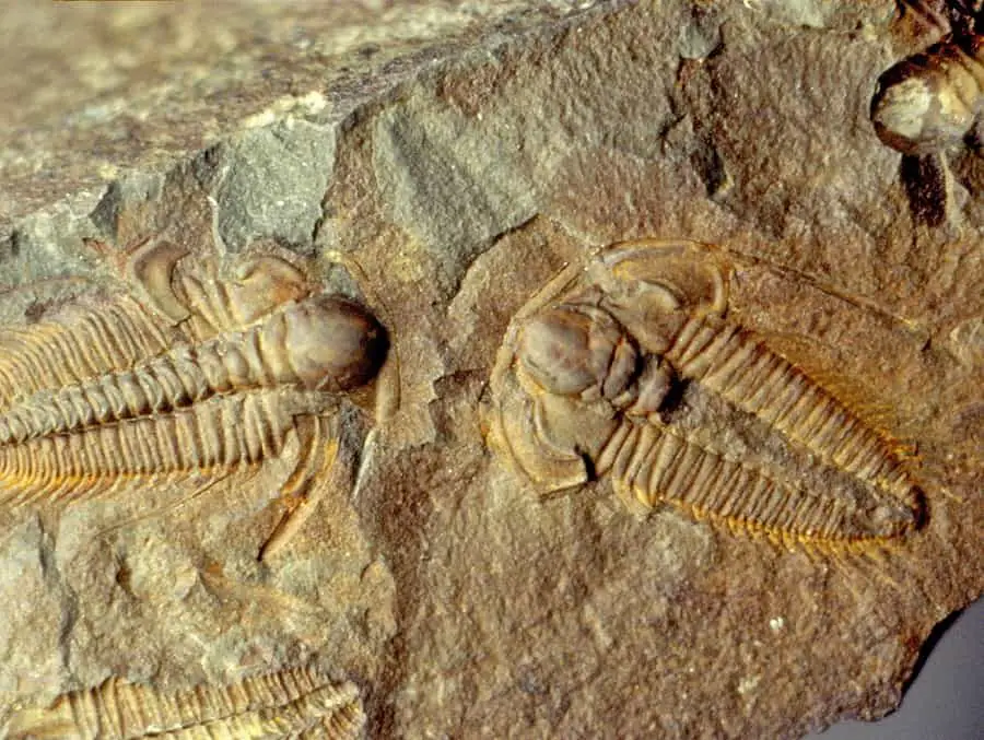 Where to Find Fossils in Massachusetts?