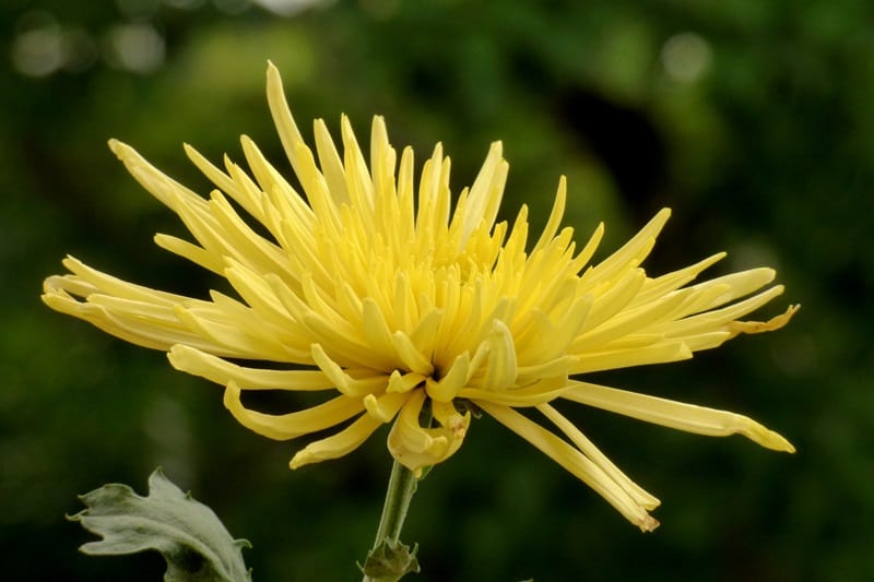 Chrysanthemum 