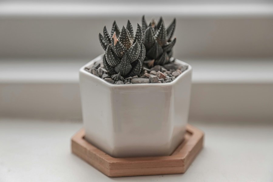 Low Light Succulents and Cactus for Indoors