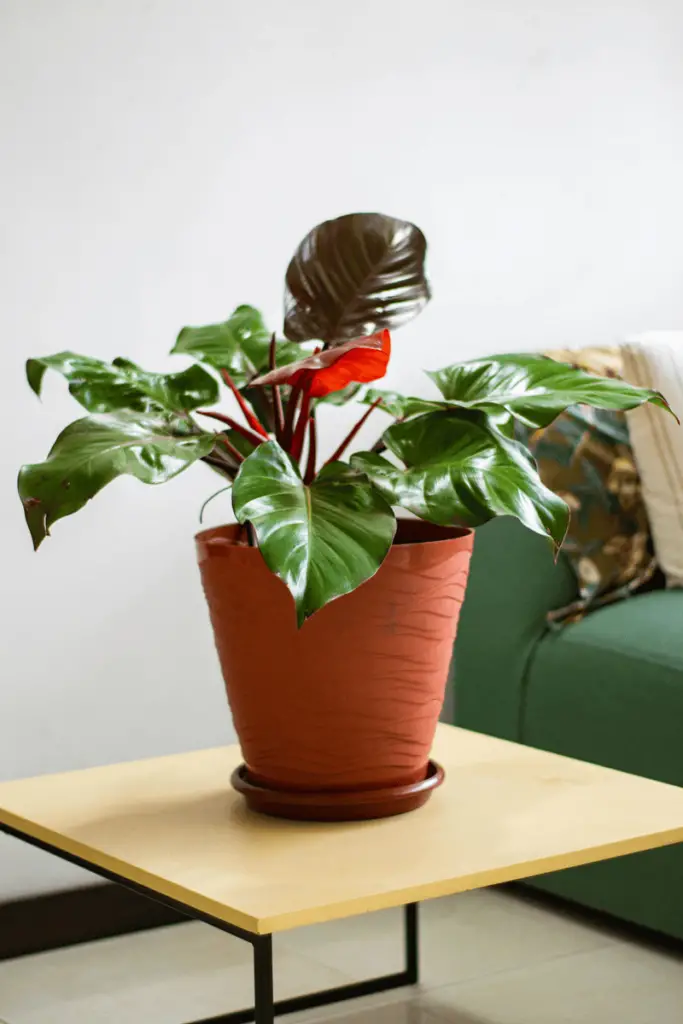 Filodendro (Philodendron)